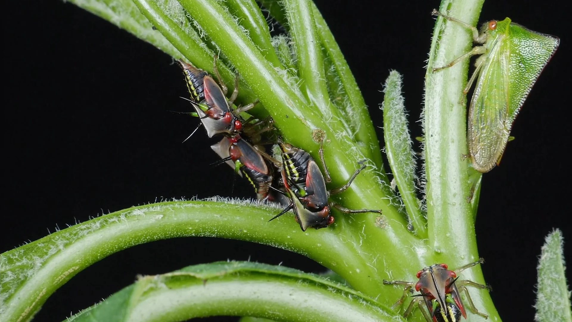 A macro close-up shot shows several small, colorful treehoppers with sharp, thorn-like protrusions and red eyes clinging to a fuzzy green plant stem against a dark black background. One green, leaf-shaped insect is also visible on the right side of the stem.