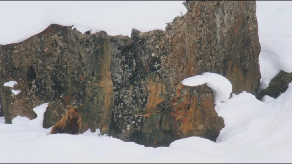 A brown bear sits alone in a vast, snowy mountain landscape against a massive, dark, textured rock face. The bear appears small against the scale of the jagged cliffs and deep snow, highlighting the isolation of this rare species in its harsh natural high-altitude habitat.