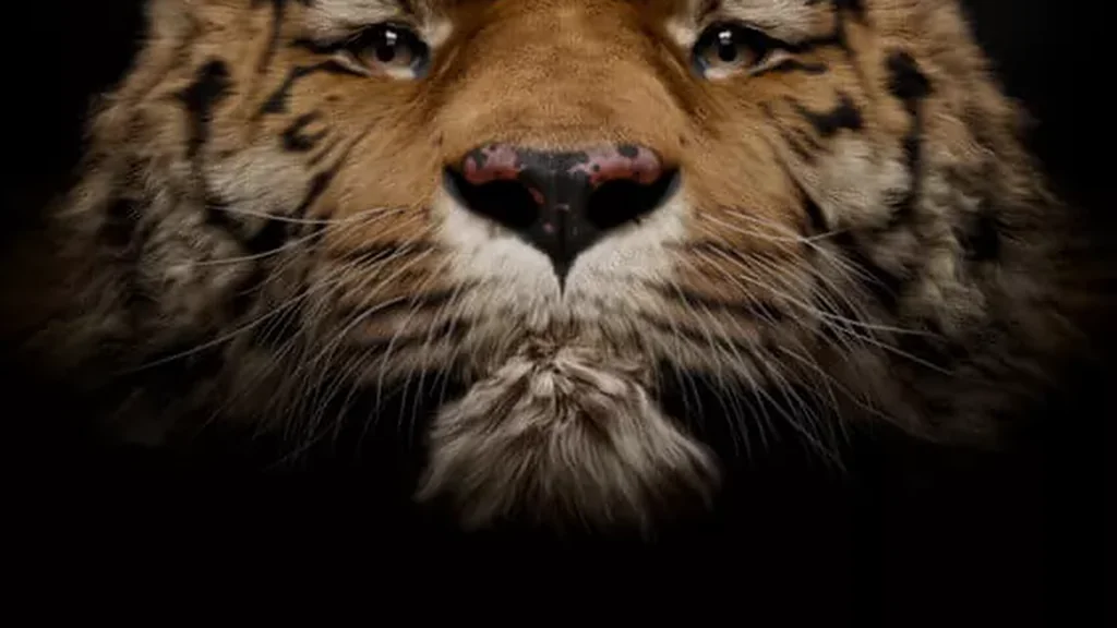 An extreme close-up of a tiger's face against a black background. The image focuses on the orange and black striped fur, long white whiskers, and the dark nose, highlighting the animal's intense and soulful eyes.