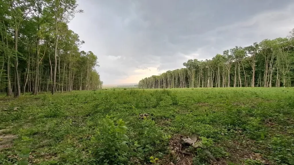 A wide shot of a cleared forest area with low green vegetation and tree stumps in the foreground. Tall, thin deciduous trees line both sides of the clearing under a heavy, overcast grey sky, showing the impact of large-scale industrial logging.