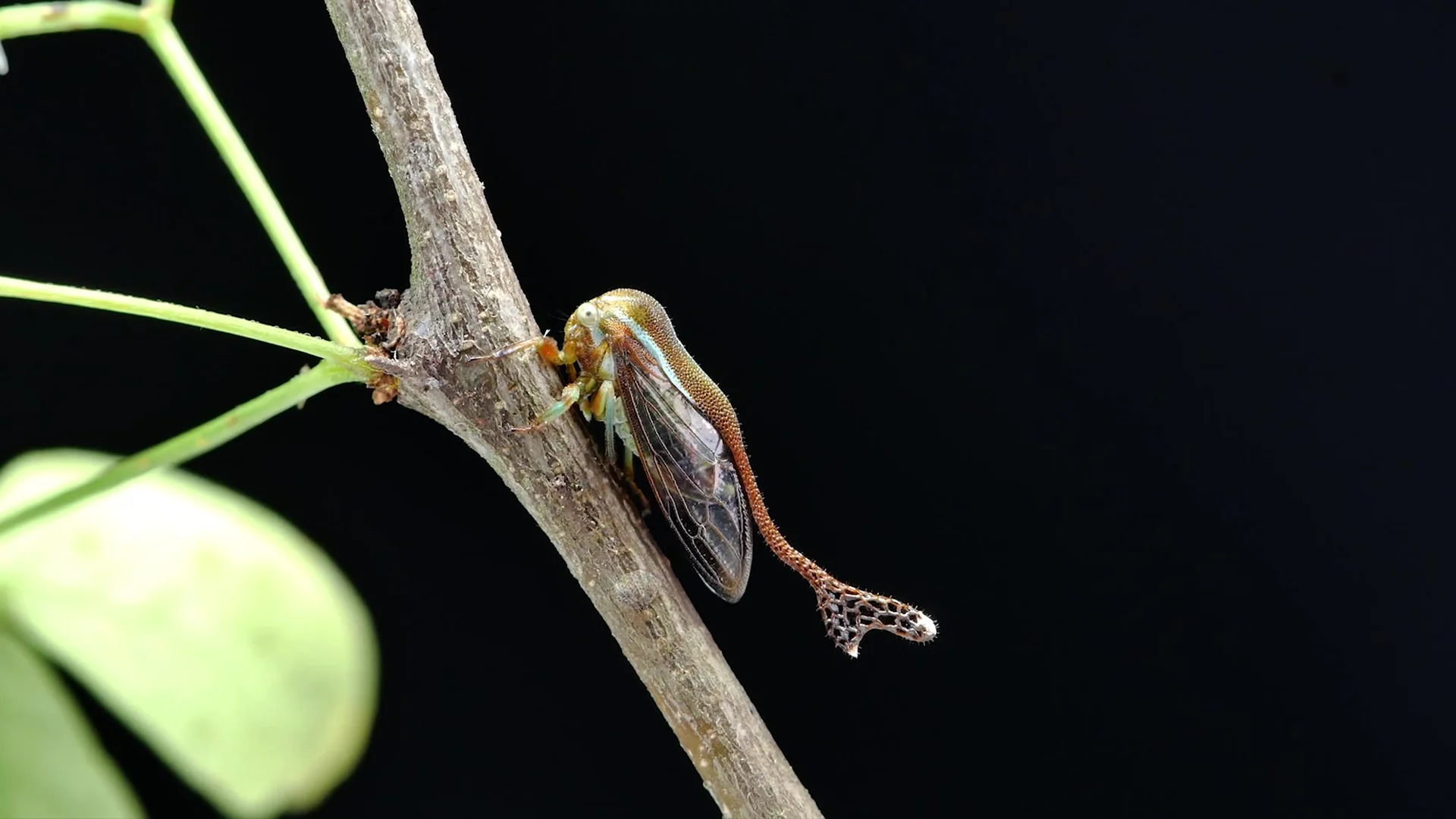 A close-up shot of a unique cicada-like insect with a long, curved appendage extending from its head, resting on a thin brown tree branch against a stark black background. Delicate green leaves are visible in the soft-focus foreground.