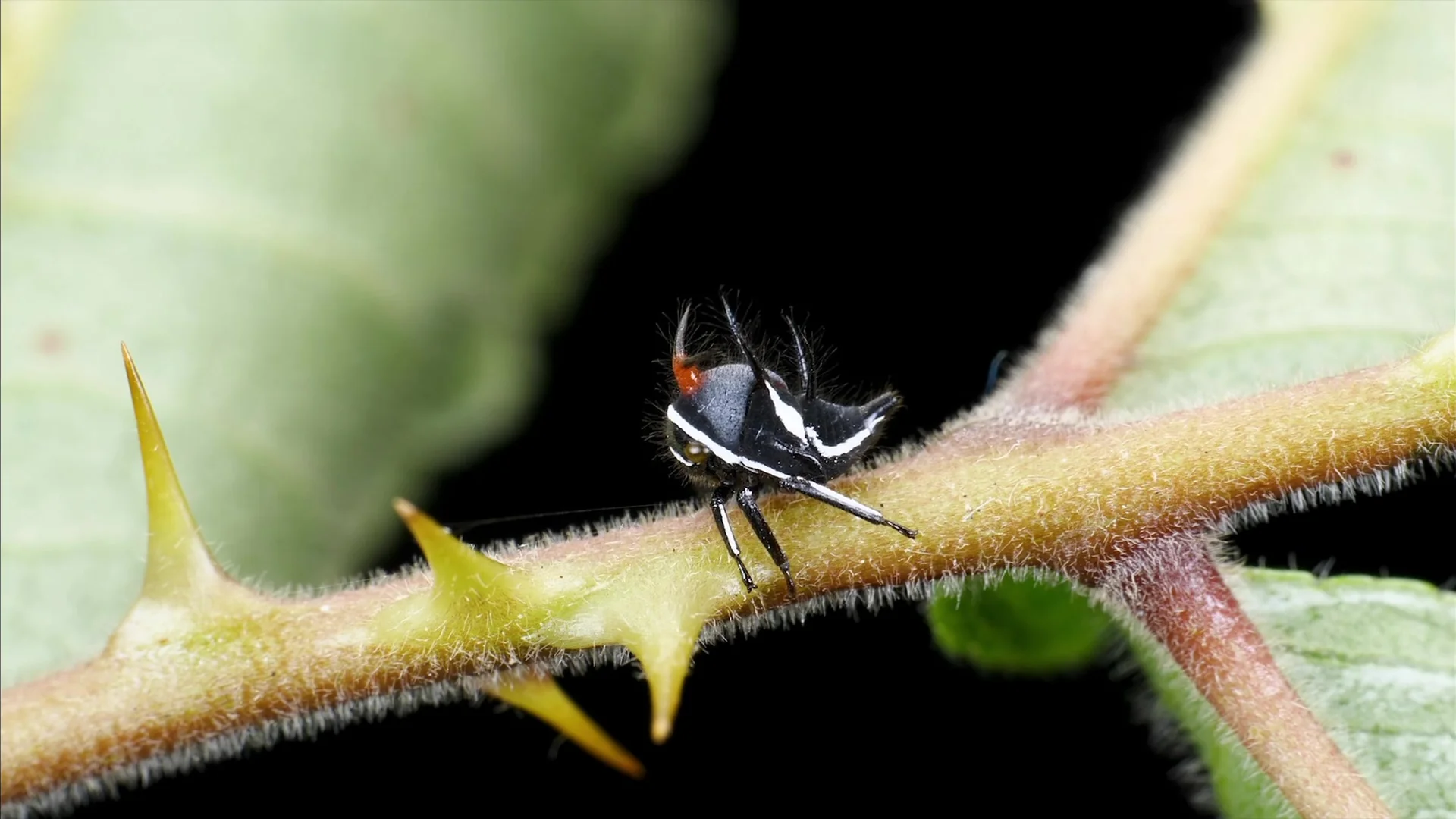 A macro photograph of a small, black and white horned treehopper insect perched on a thorny green plant stem. The insect has sharp protrusions and fine hairs, blending into the natural textures of the prickly branch against a dark, blurred background.