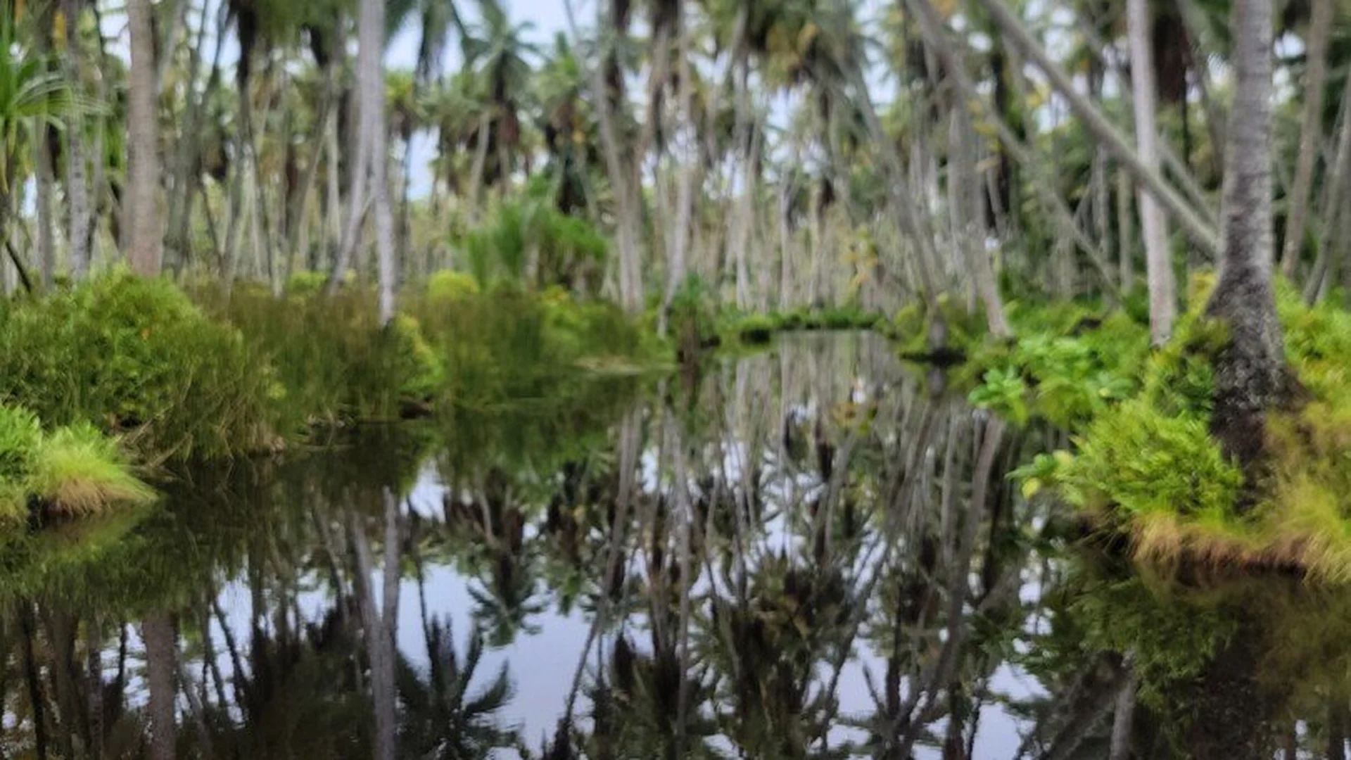 A lush tropical landscape featuring a narrow, calm waterway reflecting tall palm trees and dense green foliage. The scene depicts a serene but fragile ecosystem in the South Pacific, with soft light filtering through the canopy of the forested coastline.