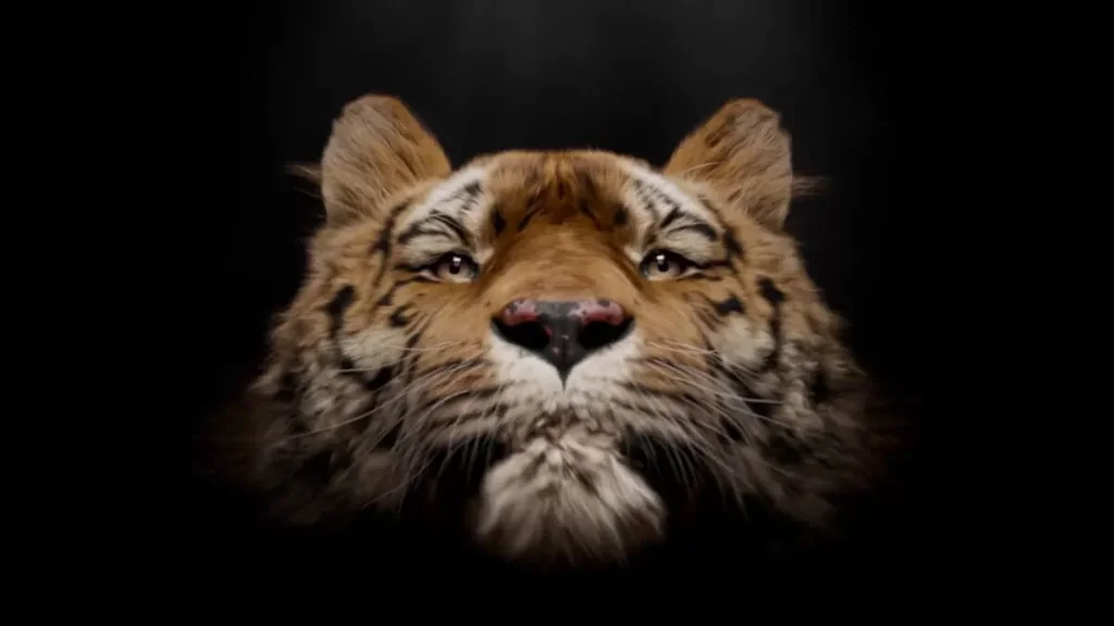 A close up frontal view of a tiger head against a solid black background. The lighting is dramatic, highlighting the orange and black striped fur, the pinkish nose, and the intense gaze of the eyes while the rest of the body fades into darkness.
