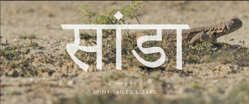 Σάντα: Η Σαυροειδής Αγκαθωτή Ουρά (Sanda - Spiny Tailed Lizard)
