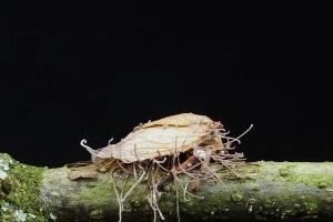 Still from Wonders Of Evolution