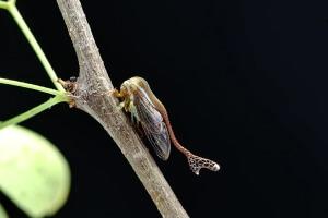 Still from Wonders Of Evolution