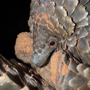 Cash, Corruption, and Creatures: The Hidden Economy of Wildlife Crime in South Africa | Endangered Wildlife Trust
